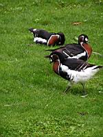 Canard (ord Anseriformes) (fam Annatides) (Photo F. Mrugala) (5)